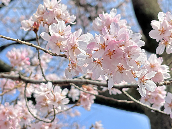 みずき便り４月